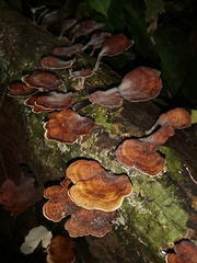 Daedaleopsis tricolor