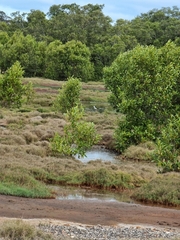 Himantopus leucocephalus