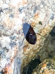 Hydroporus