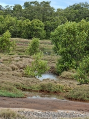 Himantopus leucocephalus