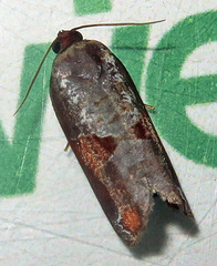 Anacrusis turrialbae