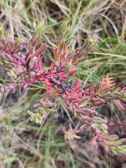 Enchylaena tomentosa