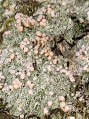 Icmadophila ericetorum