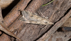 Nomophila