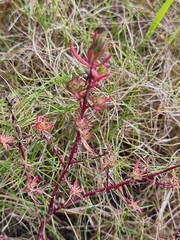 Enchylaena tomentosa