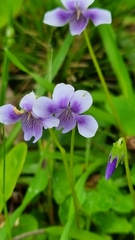 Viola