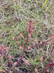 Enchylaena tomentosa