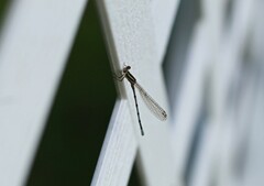 Argia bipunctulata