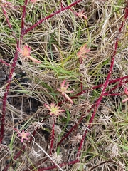 Enchylaena tomentosa