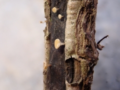 Hymenoscyphus salicellus