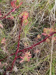 Enchylaena tomentosa