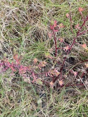 Enchylaena tomentosa