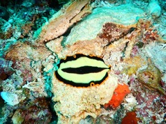 Pseudoceros dimidiatus