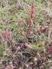 Enchylaena tomentosa