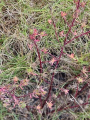 Enchylaena tomentosa