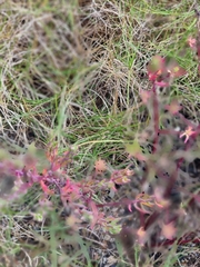 Enchylaena tomentosa