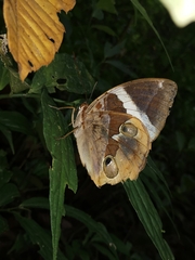 Thauria lathyi