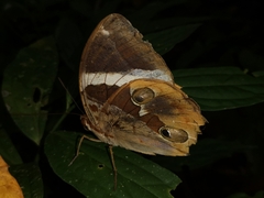 Thauria lathyi