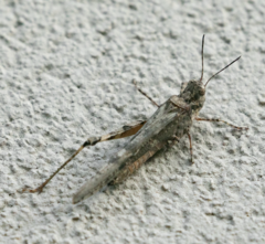 Acrotylus