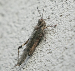 Acrotylus