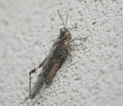 Acrotylus