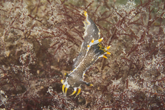 Polycera hedgpethi