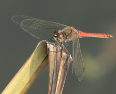 Sympetrum depressiusculum