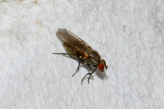 Anthomyiidae