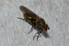Anthomyiidae