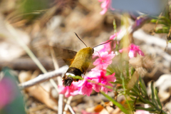 Macroglossum bombylans