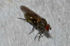 Anthomyiidae