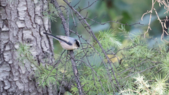 Aegithalos glaucogularis