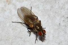 Anthomyiidae
