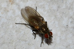 Anthomyiidae