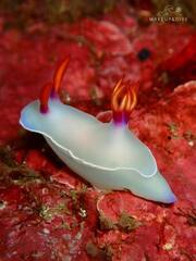 Hypselodoris bullockii