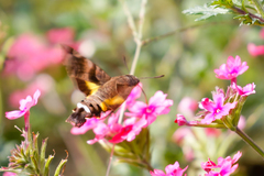 Macroglossum nycteris