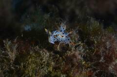 Thecacera pennigera