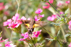 Macroglossum nycteris