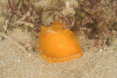 Doriopsilla carneola
