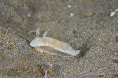 Goniobranchus epicurius