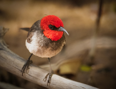 Myzomela erythrocephala