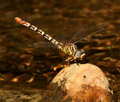 Erpetogomphus compositus