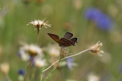 Lycaena li