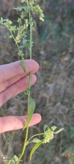 Atriplex micrantha