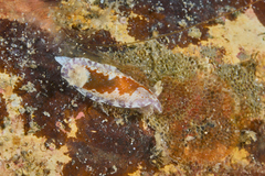 Chromodoris alternata