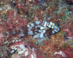 Sebastapistes coniorta