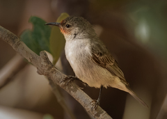 Myzomela erythrocephala