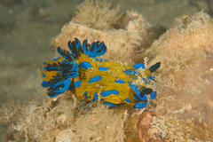 Tambja verconis