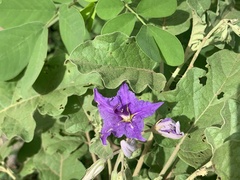 Solanum houstonii