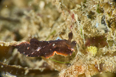Polycera parvula